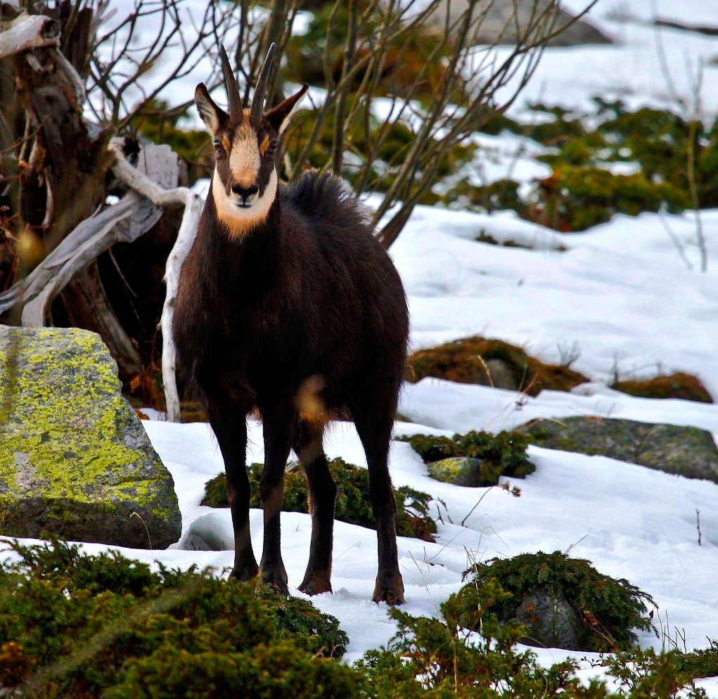 Camosci Parco Alpi Marittime